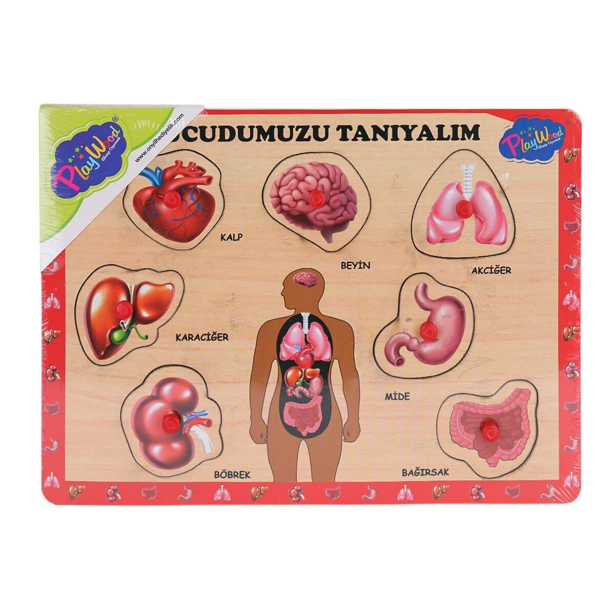 Ony-287 288 Ahşap Tutmalı Vücumuzu Tanıyalım-Onyıl Oyuncak