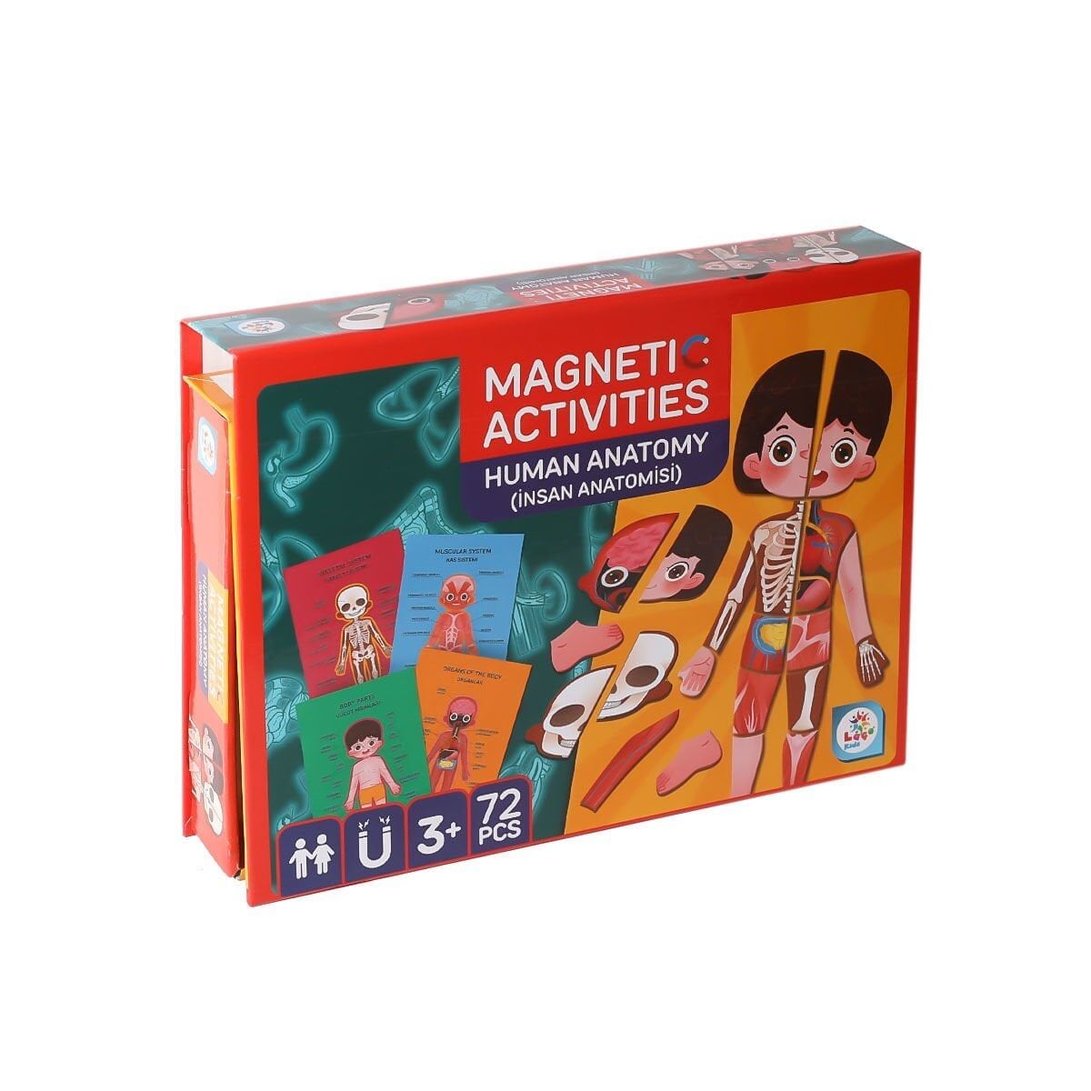 Lc986 Manyetik Aktivite İnsan Anatomisi-Laço